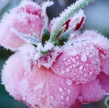 雪里花功效