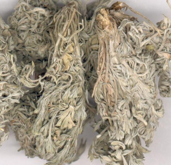 菌陈的功效与作用