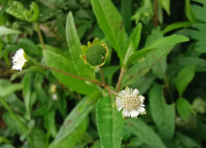 白花磨其草的功效