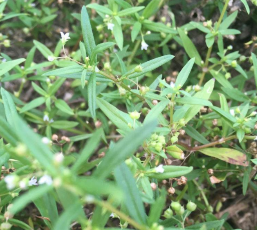 白花蛇舌草莲功效作用