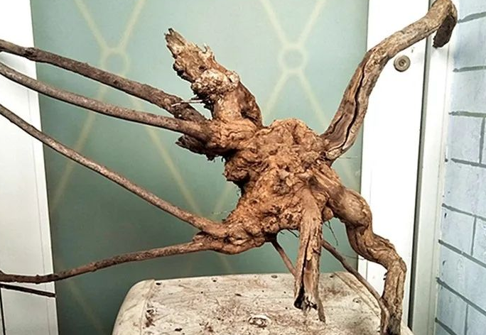 松树根的作用和功效
