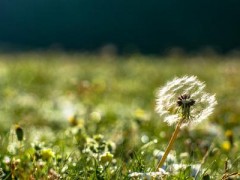 蒲公英能减肥吗 蒲公英减肥效果好吗