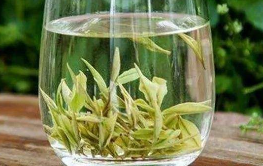 绿茶减肥需要天天喝吗 绿茶减肥需要天天喝吗
