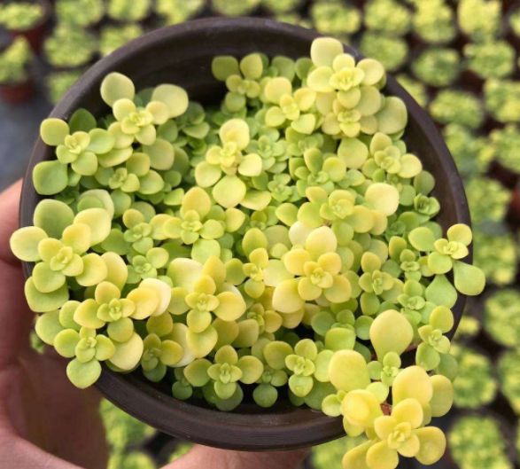 植物黄金功效与作用