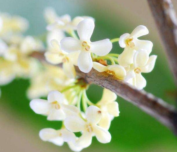 桂花能泡水喝吗