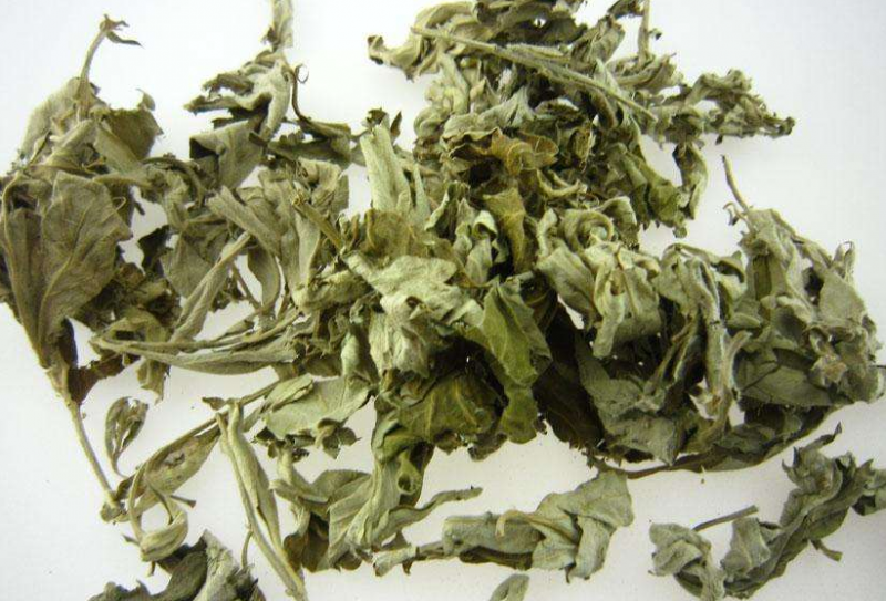 艾蒿能泡水喝吗？