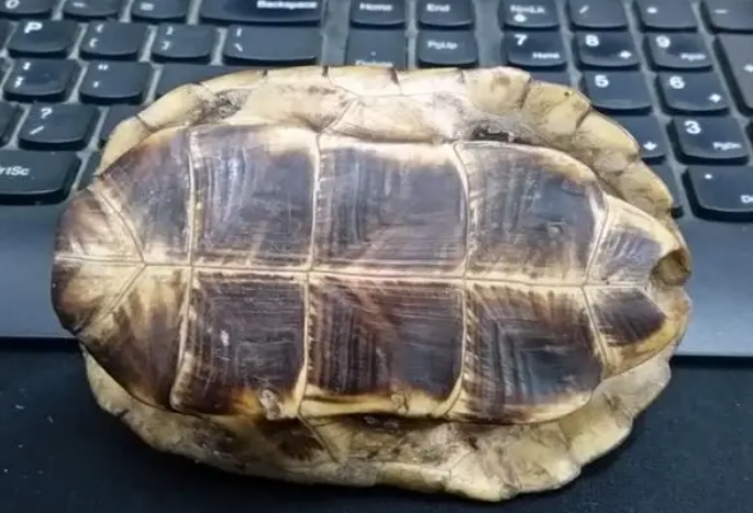 龟板的食用方法