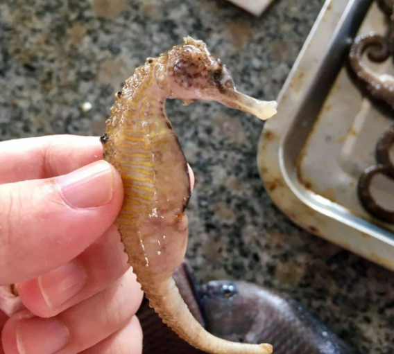 新鲜海马怎么吃