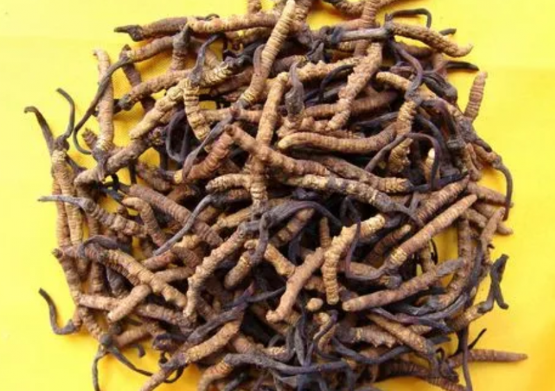 新鲜虫草怎么吃?