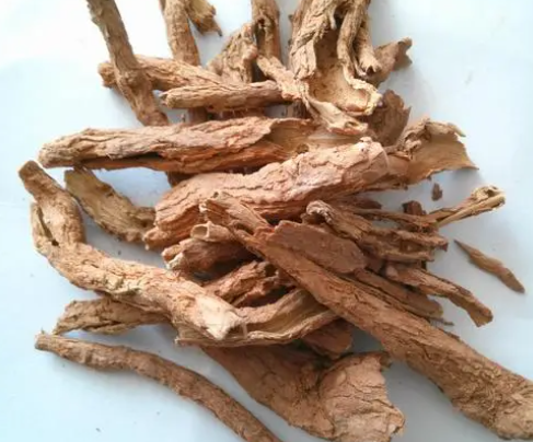 地骨皮的功效与作用禁忌
