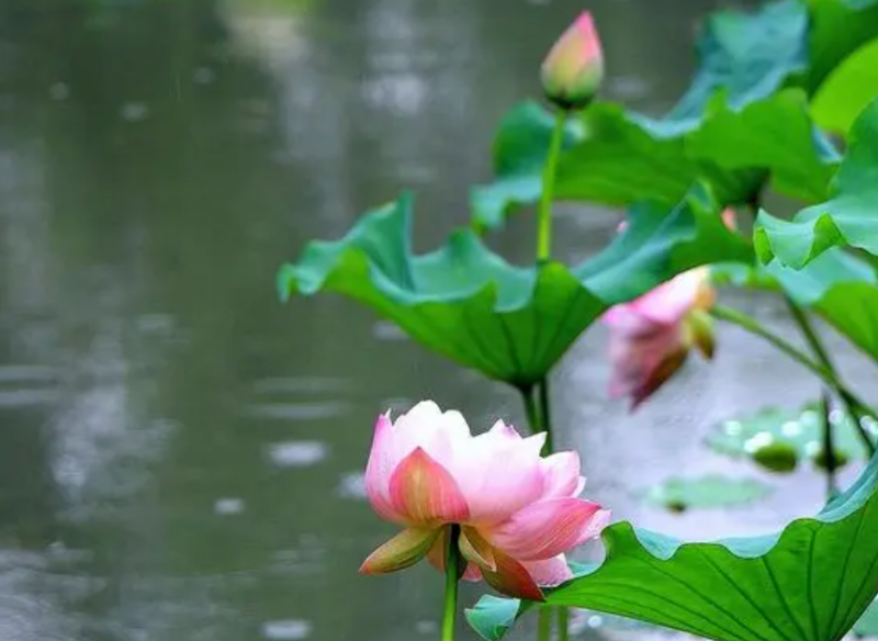 暑伏天可以喝中药吗