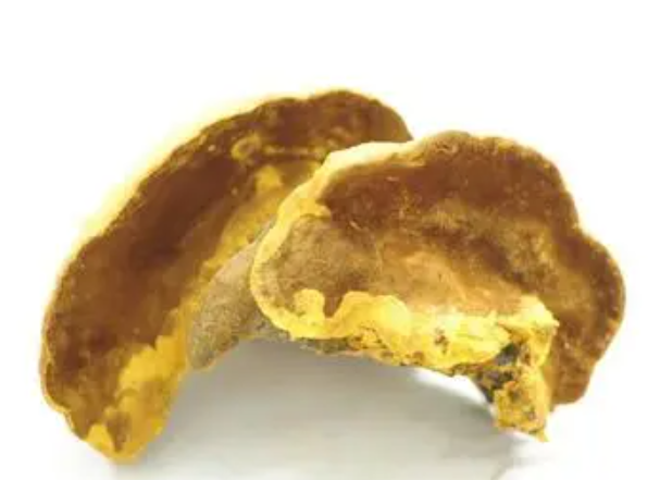 桑黄的功效及食用方法