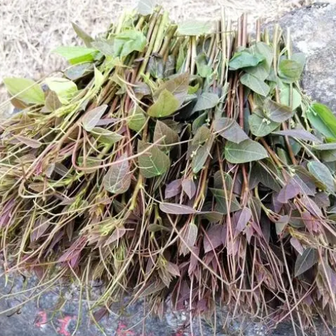 赤苍藤的功效与作用