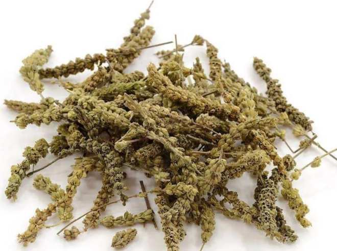 金棘末的功效与作用