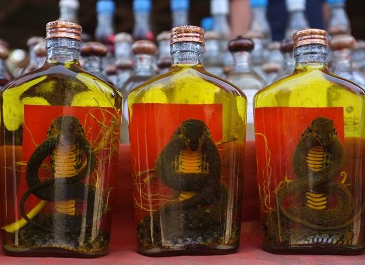 用蛇泡酒十年蛇没死
