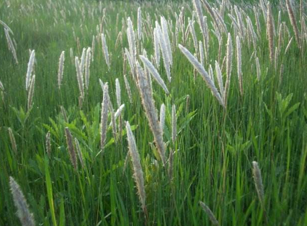 茅根草煮水功效与作用