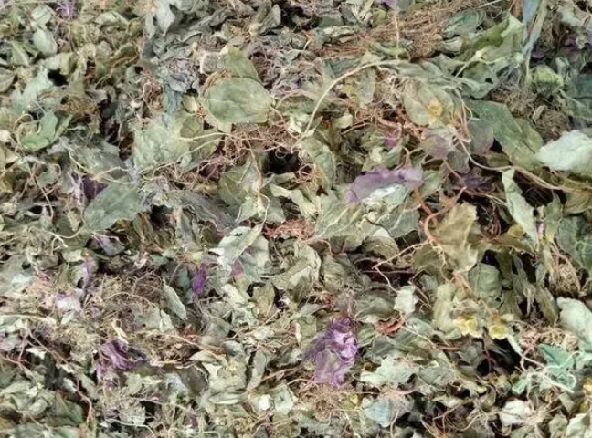 风骨草的功效和作用