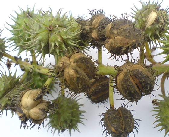 治痔疮的野草
