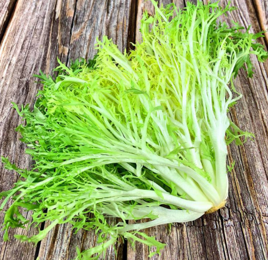 野生苦菜有几种图片