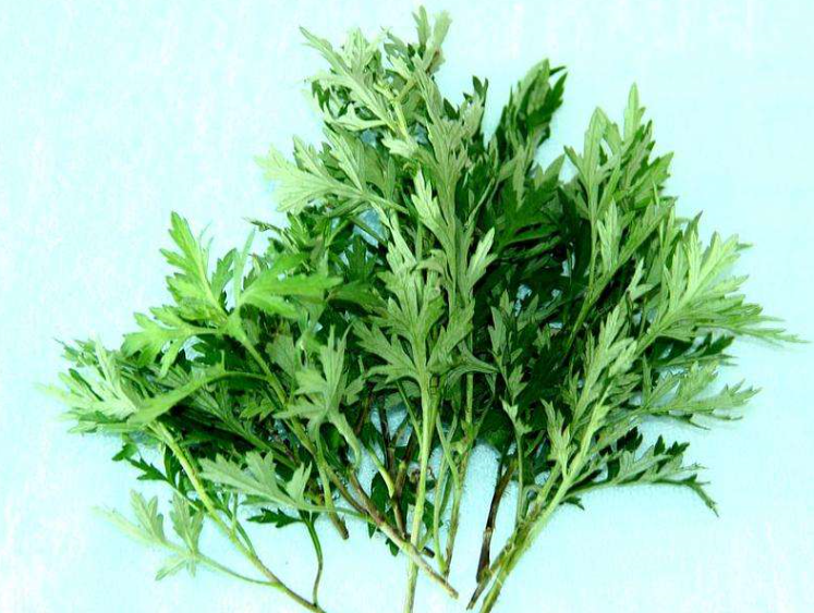用艾叶洗澡的正确方法