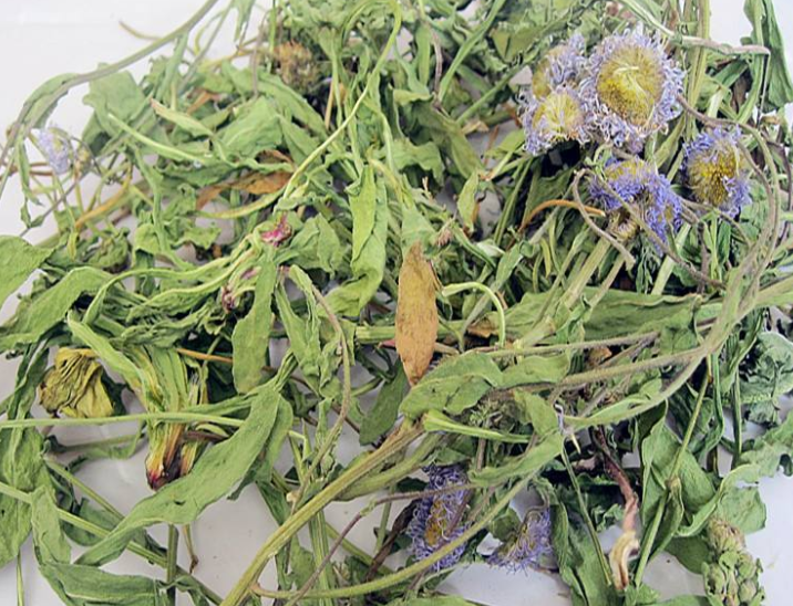 灯盏草的功效与作用