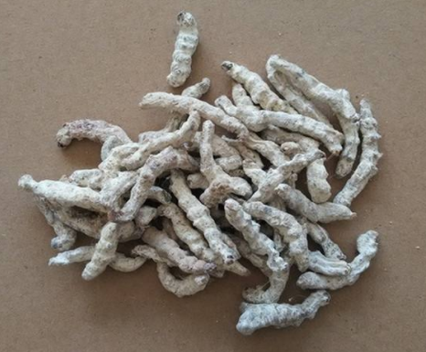 白僵蚕的功效与作用及禁忌