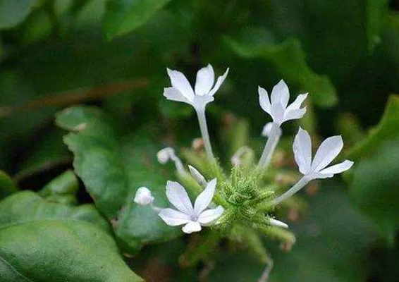 白花丹特效秘方图片