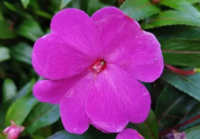 风仙花有毒吗