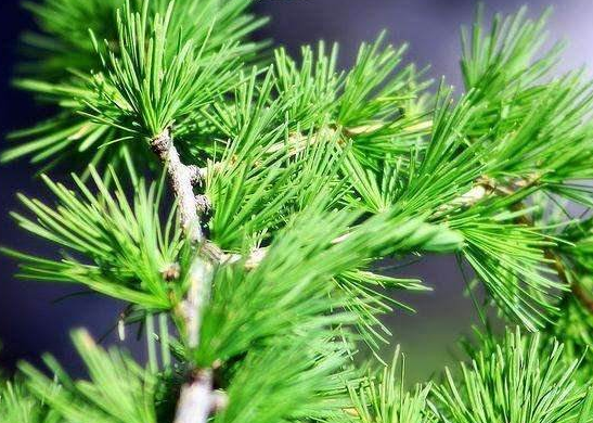 鲜松叶神奇的药用价值