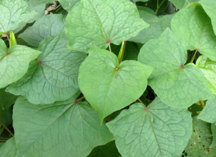 野荞菜图片