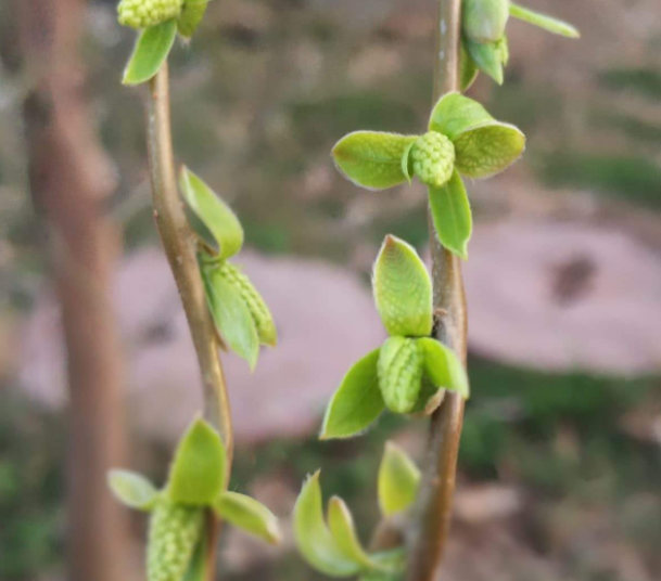柳树芽怎么吃