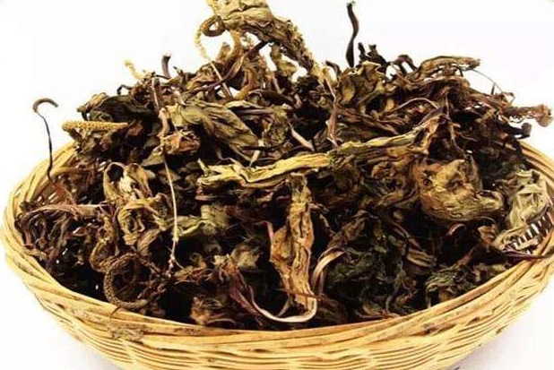 车前草的特点