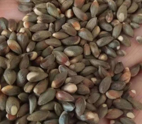 柏树籽能泡水喝吗