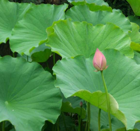 消肿草药图片和名称