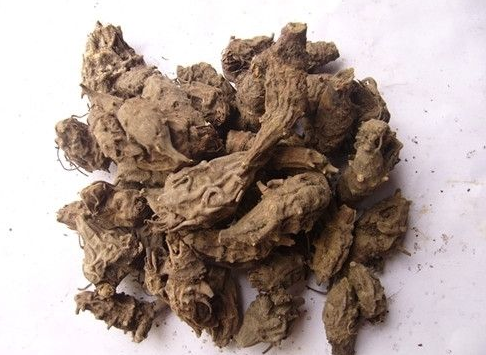 草乌价格多少钱一斤