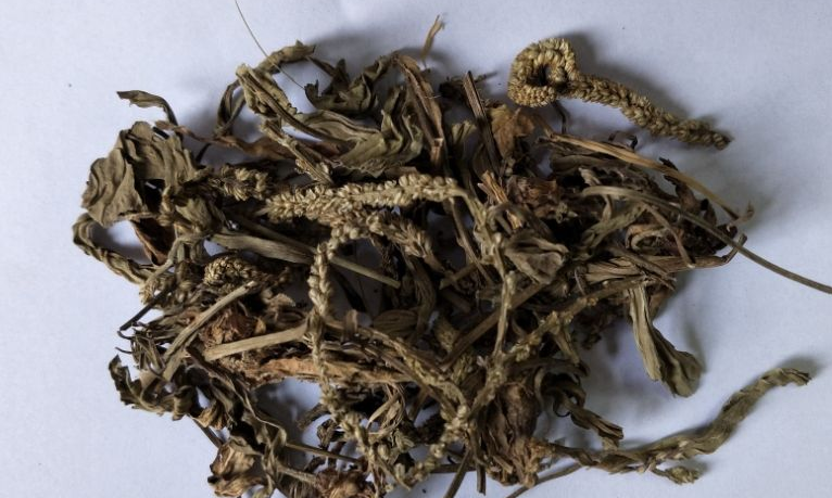 车前草能降血糖吗