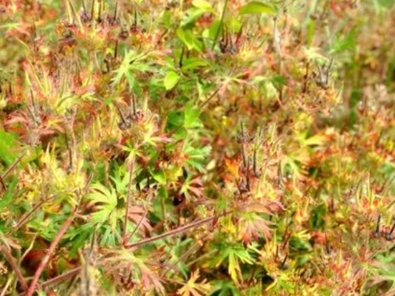 红叶老鹳草