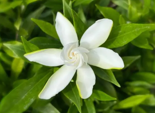 栀子花浇醋治疗黄化病