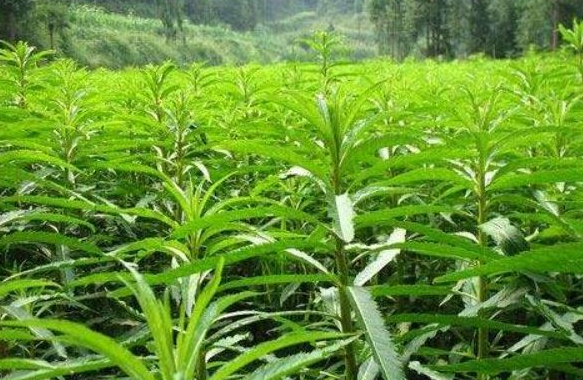 赶黄草的坏处