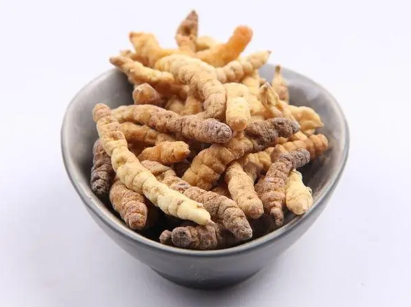 土虫草