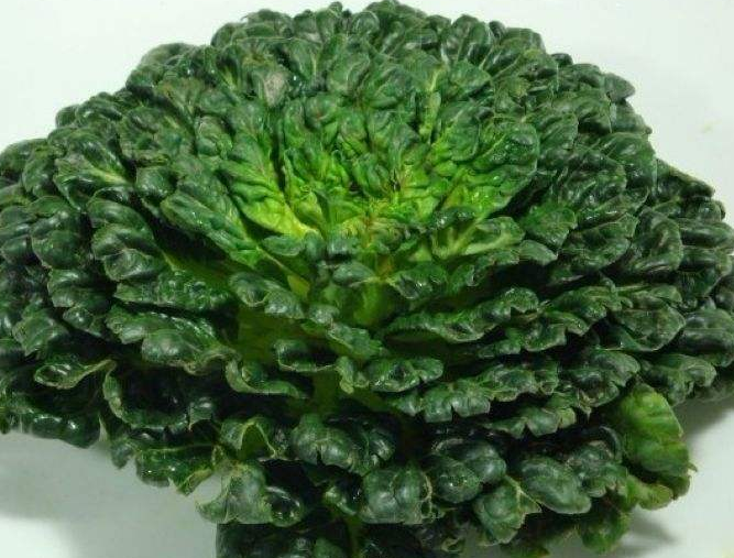 塔菜的功效与作用