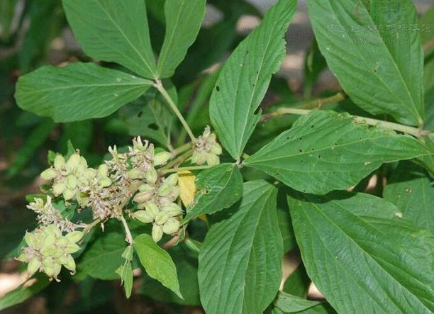 类风湿关节炎的治疗 4款食疗方让你不再疼痛