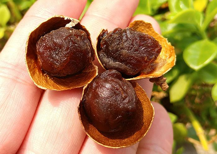 桂圆的吃法 14种桂圆食疗方吃掉疾病