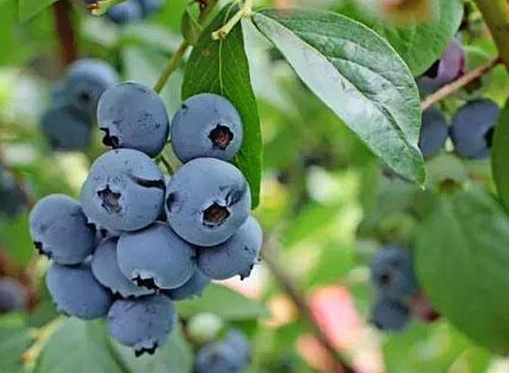 四大补脑食疗秘方