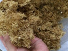 海石花的功效与作用