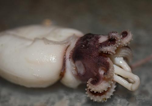 墨鱼 墨鱼