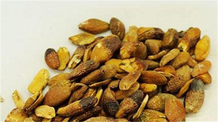黄皮核 黄皮核