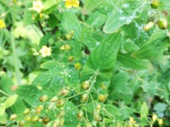 元宝草的功效与作用