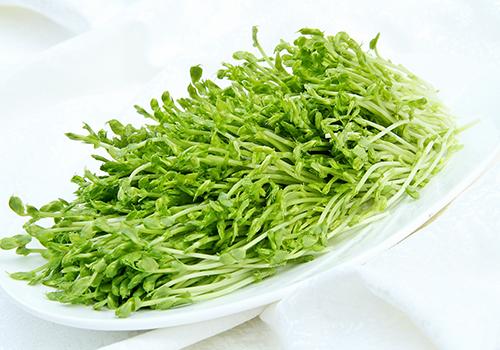 芽苗菜 芽苗菜