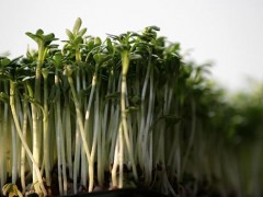 芽苗菜的功效与作用